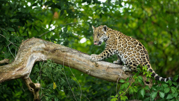 Картинка животные Ягуары ягуар малыш детеныш на дереве