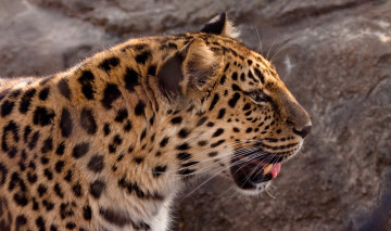 Картинка crystal lynn photos животные леопарды морда амурский леопард