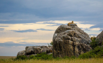 Картинка животные львы львица гора