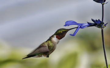 Картинка животные колибри полет цветок макро