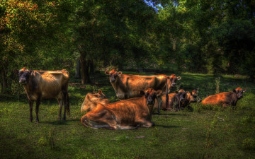 Картинка животные коровы буйволы лес поляна трава