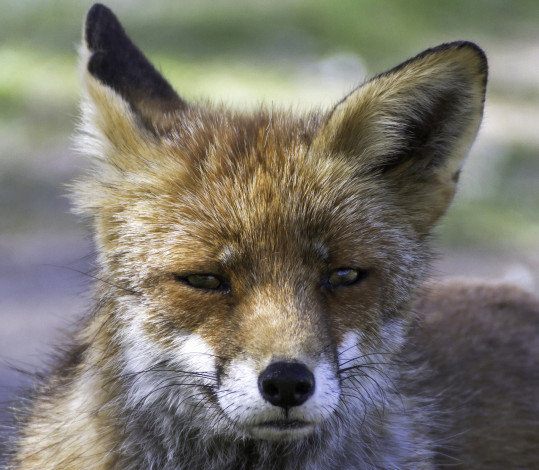 Обои картинки фото животные, лисы, лисичка, морда, уши, взгляд