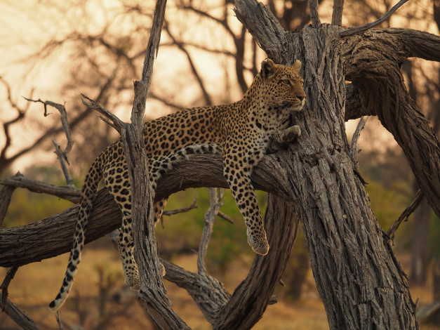 Обои картинки фото животные, леопарды, на, дереве, леопард, отдых