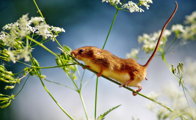 Обои картинки фото животные, крысы, мыши, мышка, стебель, цветы