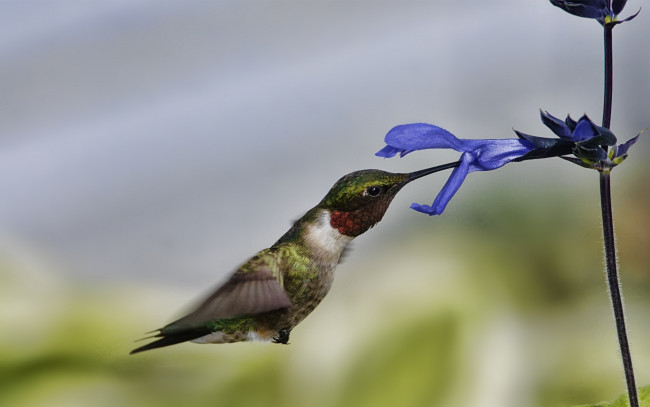 Обои картинки фото животные, колибри, полет, цветок, макро