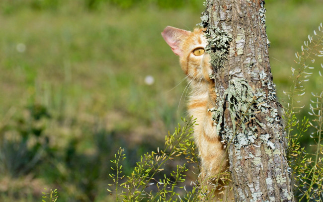 Обои картинки фото животные, коты, дерево