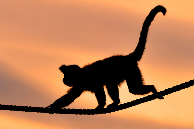 Обои картинки фото животные, обезьяны, канат, закат