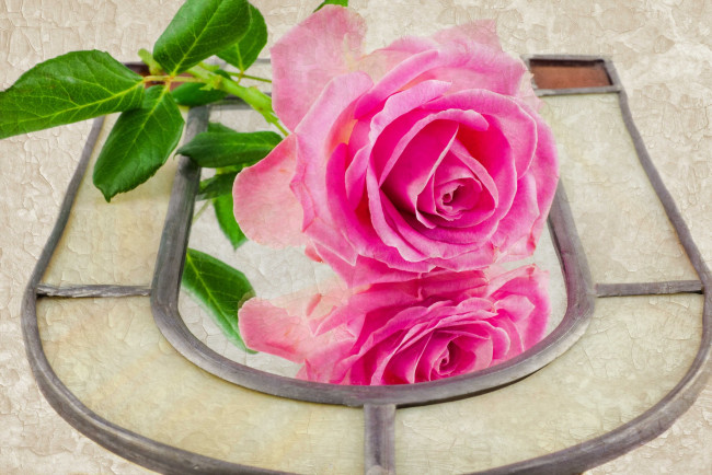 Обои картинки фото цветы, розы, текстура, розовый