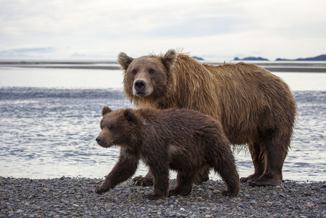 Обои картинки фото hallo, bay, bear, camp, katmai, national, park, alaska, животные, медведи, национальный, парк, катмай, аляска, бурые, медведица, медвежонок