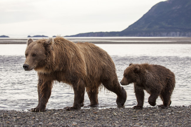 Обои картинки фото животные, медведи, hallo, bay, bear, camp, katmai, national, park, alaska, национальный, парк, катмай, аляска, бурые, медведица, медвежонок