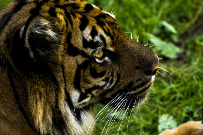 Обои картинки фото животные, тигры, морда, тигр
