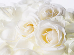 Картинка цветы розы нежность букет белые