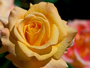Картинка цветы розы желтый лепестки макро