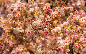 Картинка цветы цветущие+деревья+ +кустарники весна деревья природа trees spring flowers nature