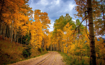 Картинка природа дороги nature forest park trees leaves colorful road path autumn fall colors walk листья осень деревья дорога лес парк