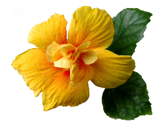 Обои картинки фото цветы, гибискусы, гибискус, желтый