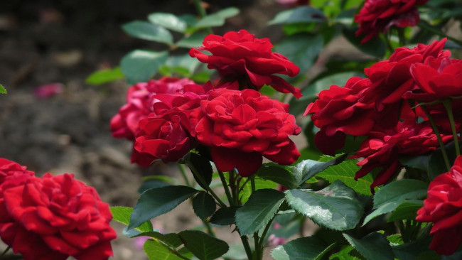 Обои картинки фото цветы, розы, бутоны, красные
