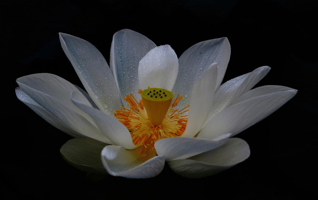 Обои картинки фото цветы, лотосы, цветок, лепестки, white, lotus, капли