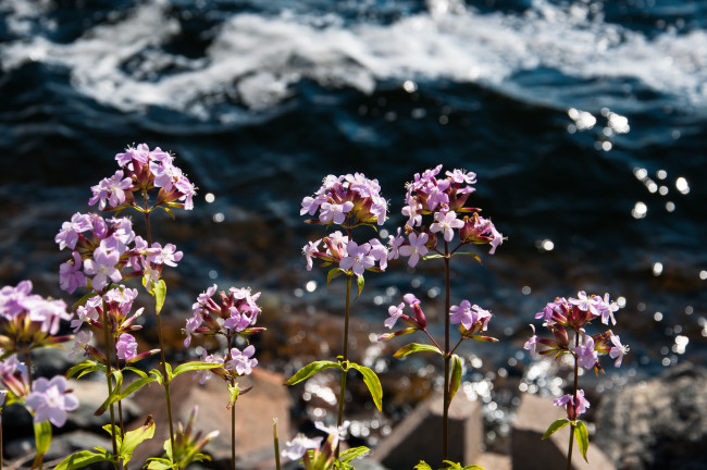 Обои картинки фото цветы, роовые, мелкие, вода, море