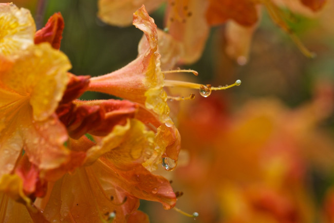 Обои картинки фото цветы, рододендроны , азалии, макро, капли, оранжевый