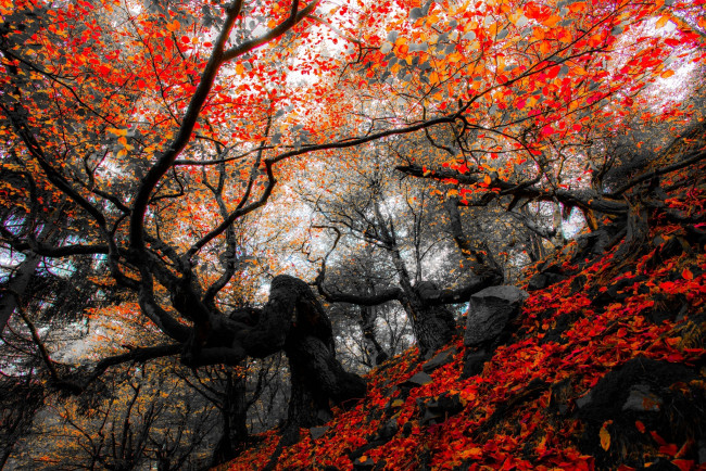 Обои картинки фото разное, компьютерный дизайн, nature, forest, park, trees, leaves, colorful, autumn, fall, colors, walk, листья, осень, природа, деревья, лес, парк