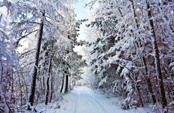 Картинка природа дороги дорога лес зима снег деревья