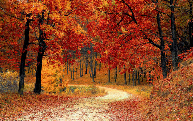 Обои картинки фото природа, дороги, осенняя, дорожка, осень, лес, дорога, листопад