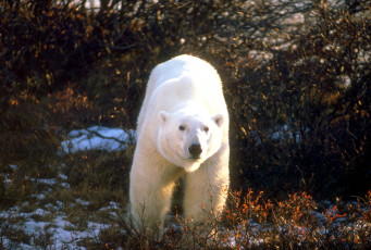 Картинка животные медведи белый медведь кусты