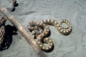 Картинка животные змеи +питоны +кобры змея бревно песок