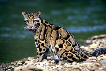 Картинка животные дымчатые+леопарды камни берег река леопард