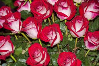 Картинка цветы розы бело-розовый