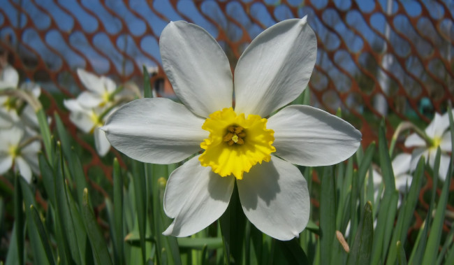 Обои картинки фото цветы, нарциссы, весна, 2010