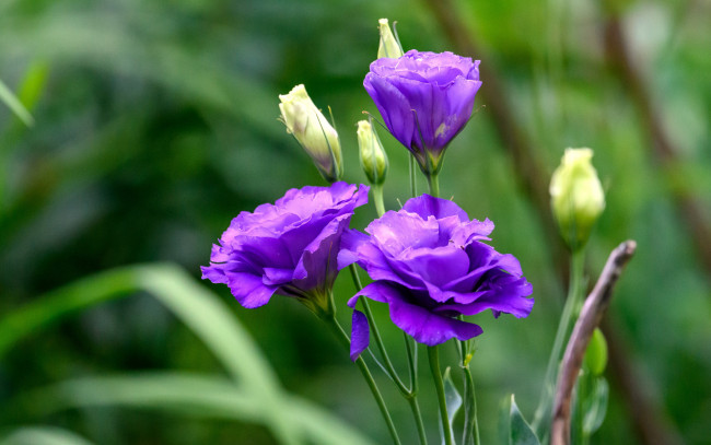Обои картинки фото цветы, эустома, лиловый