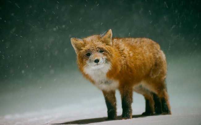Обои картинки фото животные, лисы, лиса, зима, снег