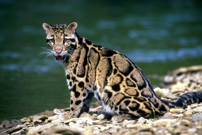 Обои картинки фото животные, дымчатые леопарды, камни, берег, река, леопард