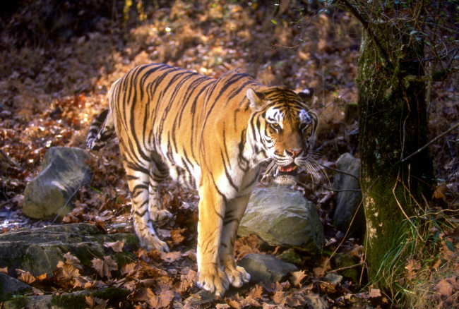 Обои картинки фото животные, тигры, осень, камни, листья, лес, тигр