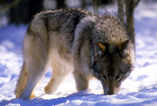 Обои картинки фото животные, волки,  койоты,  шакалы, снег, волк, зима