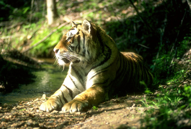 Обои картинки фото животные, тигры, ручей, лес, тигр