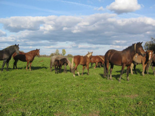 Картинка кони животные лошади