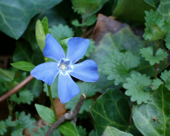 Обои картинки фото blue, flower, цветы, барвинок