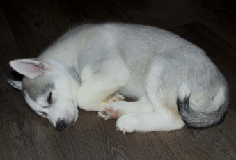 Картинка животные собаки белая спит собака