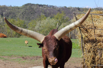 Картинка животные коровы буйволы корова