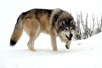 Картинка животные волки хищник снег