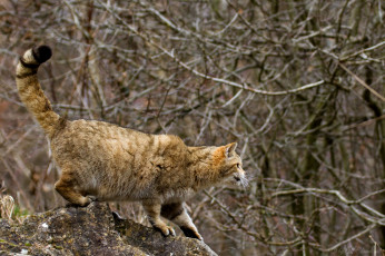 Картинка животные дикие кошки готовность охота лес