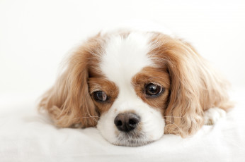 Картинка животные собаки грусть спаниель
