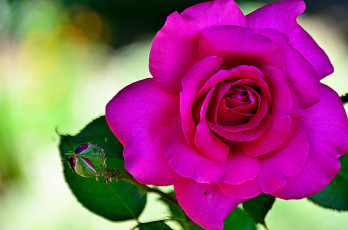Картинка цветы розы яркий розовый лепестки макро