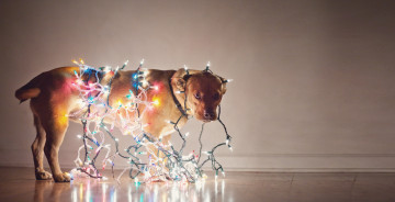 Картинка животные собаки лампочки гирлянда собака праздник