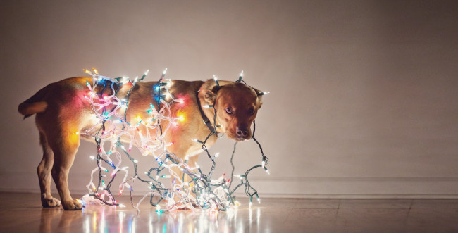 Обои картинки фото животные, собаки, лампочки, гирлянда, собака, праздник