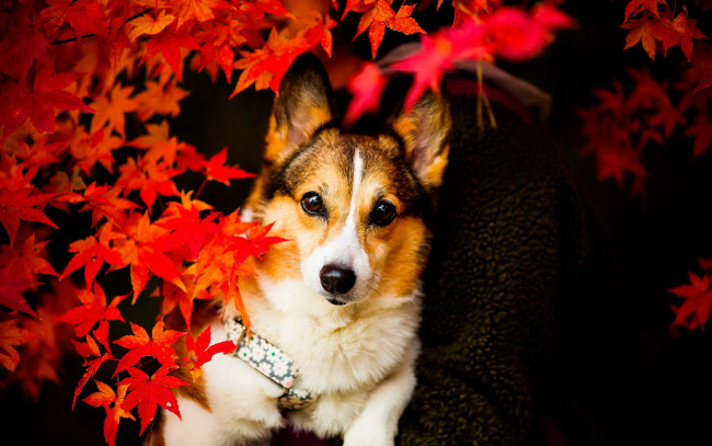 Обои картинки фото животные, собаки, взгляд, собака, листья