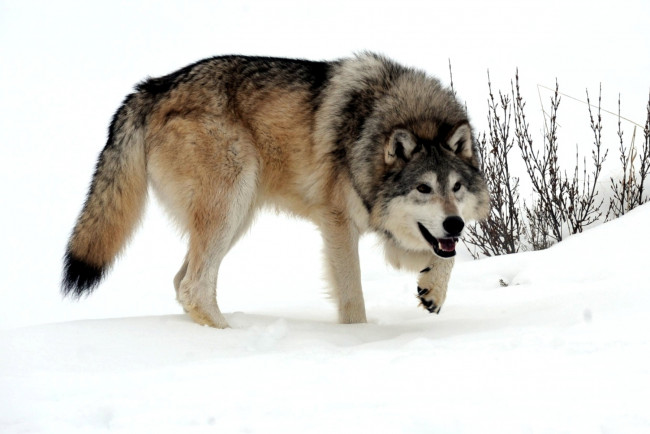Обои картинки фото животные, волки, хищник, снег